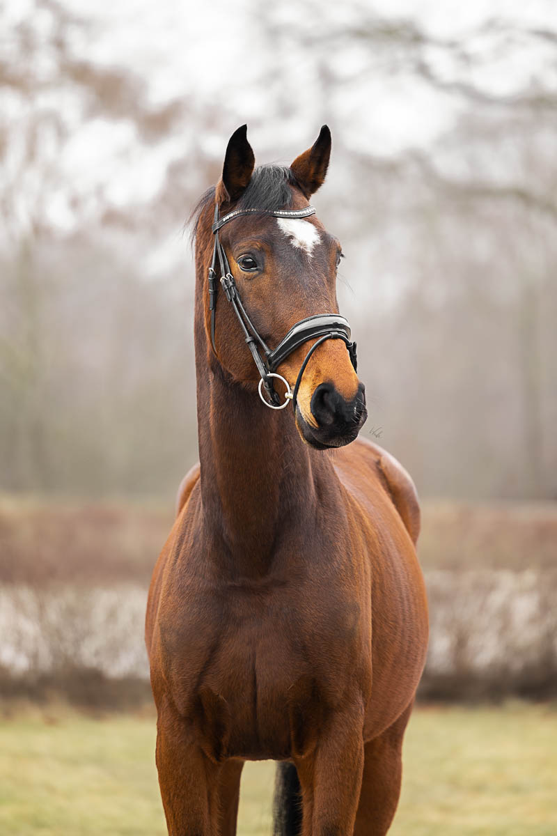 Horse Quantum Kapi Equi Center