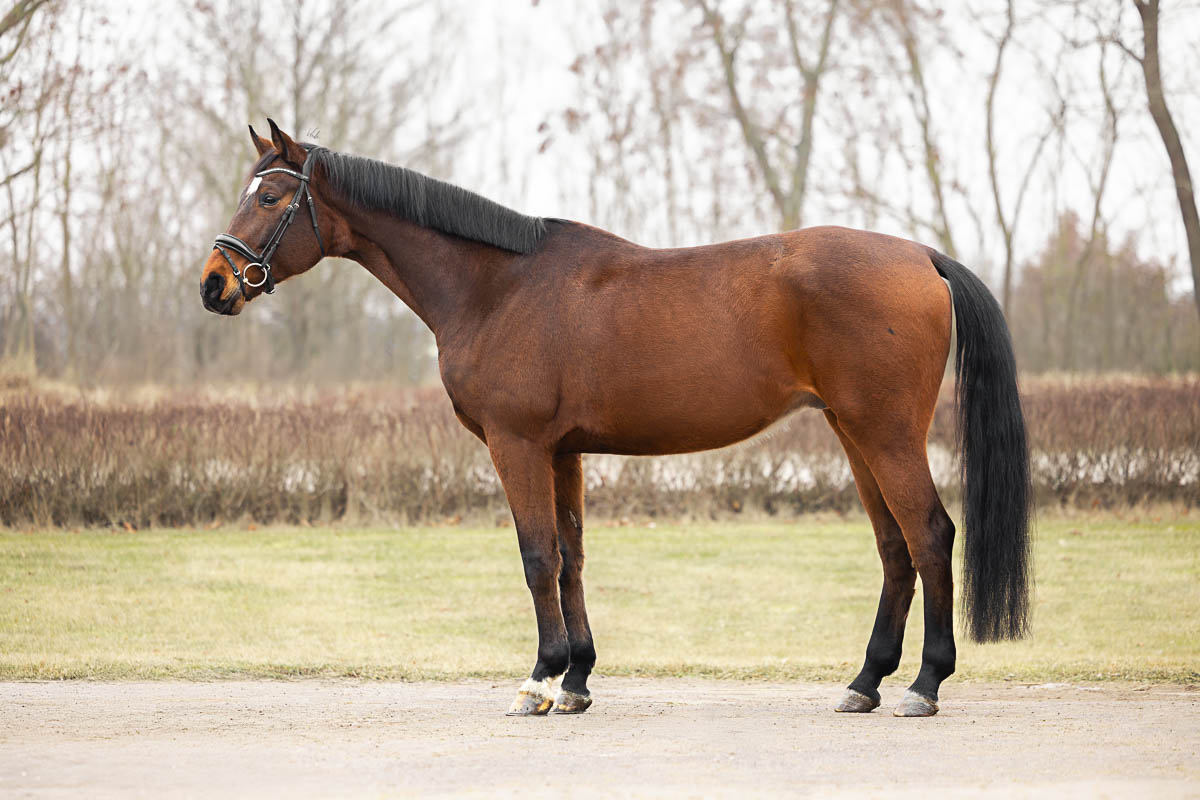 Horse Quantum Kapi Equi Center