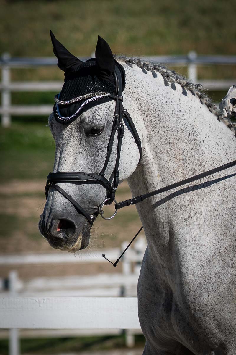 Excelent horse
