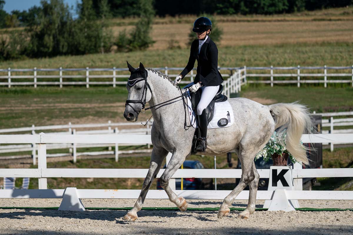Excelent horse