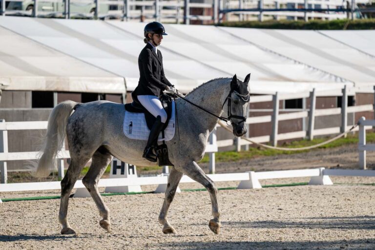 Excelent horse