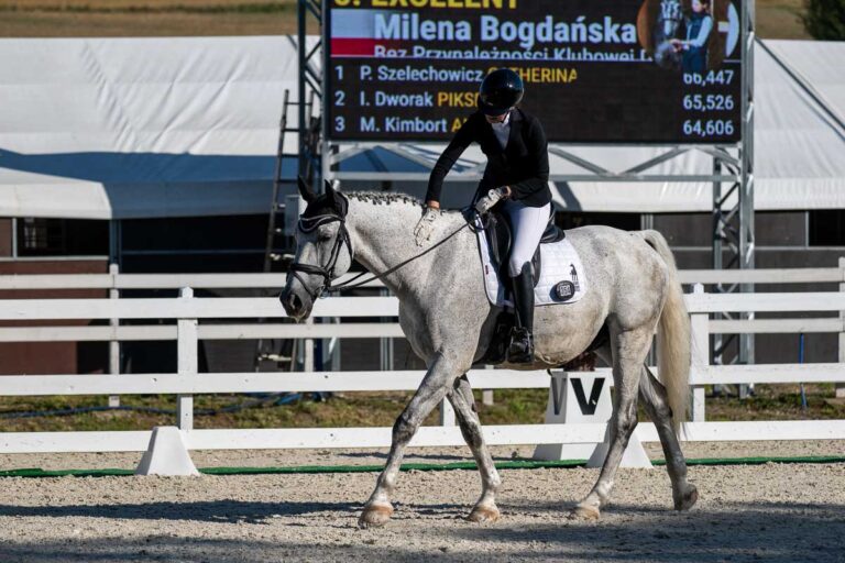 Excelent horse