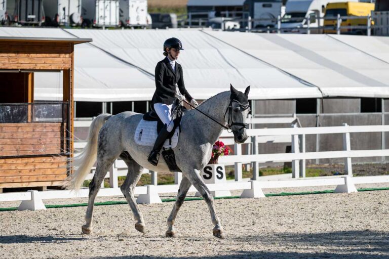 Excelent horse
